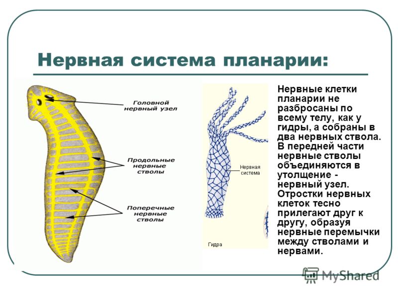 Kraken сайт kraken torion