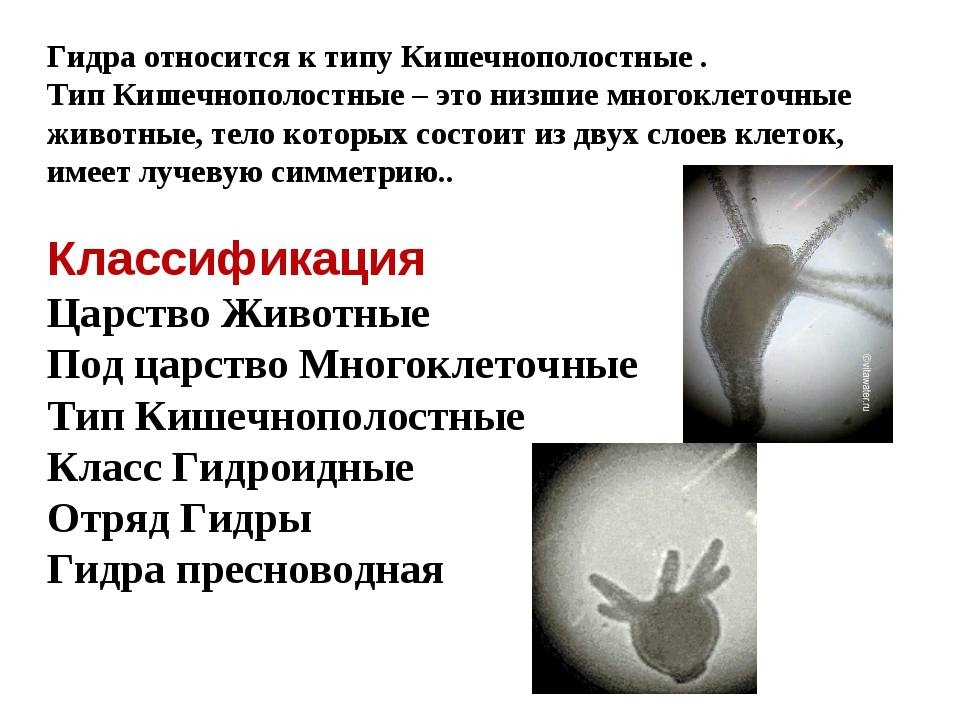 Mega darknet ссылка