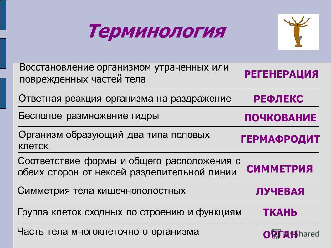 Кракен ссылка 2web krakendark link